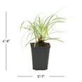 thumbnail image 3 of Expert Gardener 1PT Green Varigated Liriope Live Perennial Plant Partial Shade, 3 of 7