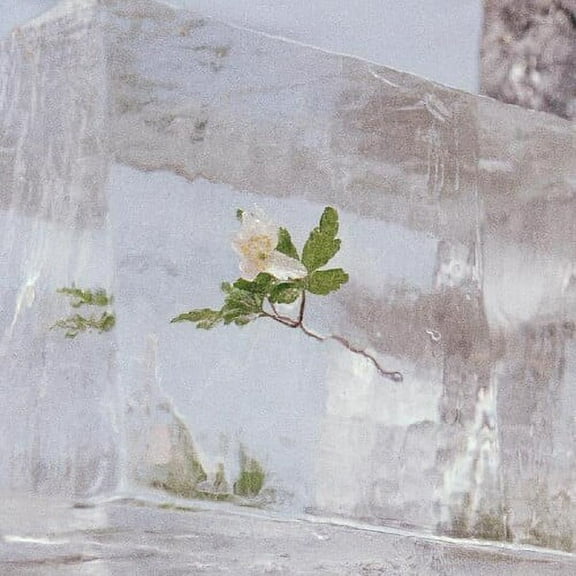 Efterklang - Windflowers - Music & Performance - Vinyl