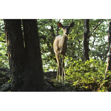 A White-tailed Deer (Odocoileus virginianus) looks on Luray Virginia United States of America Canvas Art - Robert L Potts Design Pics (38 x 24)