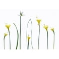 thumbnail image 2 of Gronkjar, Lotte 14x11 White Modern Wood Framed Museum Art Print Titled - Spring Flowers, 2 of 4