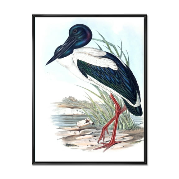 Designart 'Australian Vintage Birds I' Traditional Framed Canvas Wall Art Print