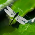 thumbnail image 4 of Pekkaxy Realistic Dragonfly Insect Repellent, 5.5 inch Wingspan, Natural Pest Control Without Chemicals, Ideal for Camping, Fishing, and Garden Protection, 4 of 9