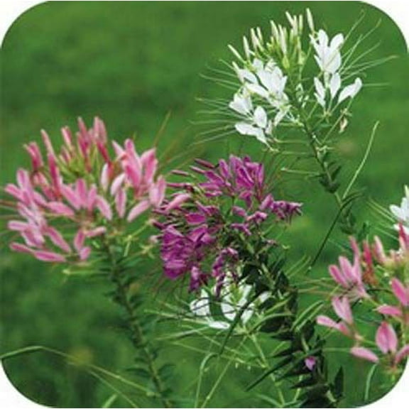 Seed Kingdom 50 Cleome Queens Mixed Spider Flower Seeds