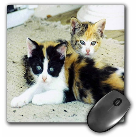 3dRose 2 Adorable Calico Kittens, Mouse Pad, 8 by 8 inches