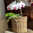 thumbnail image 3 of Wicker Plant Baskets, Round, Chunky Sweater Weave, Set of 3, Natural, 3 of 6