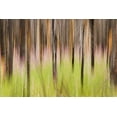 thumbnail image 2 of Paulson, Don 18x13 Black Ornate Wood Framed with Double Matting Museum Art Print Titled - Canada, BC, Motion blur of grass and trees, 2 of 4