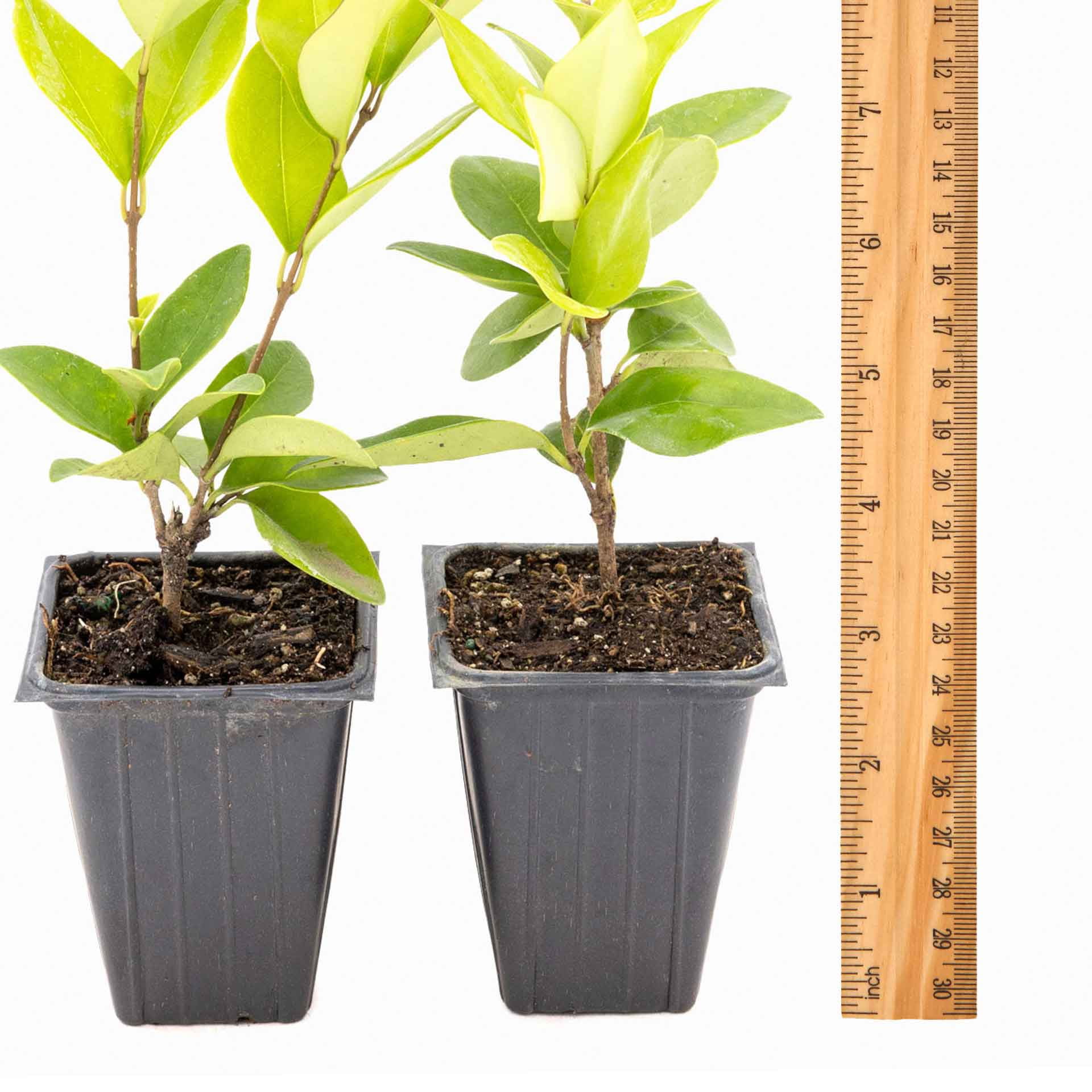 2 Waxleaf Privet Plants in 3.5” Cubes | Live Evergreen Shrub with Dense Glossy Foliage | Fast-Growing Perennial Hedge for Privacy Screens, Landscaping, & Containers (Ligustrum japonicum ‘Texanum’)