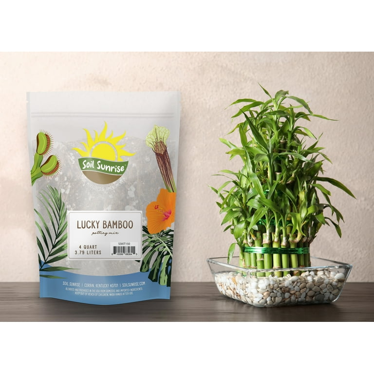 Is Bamboo Poisonous For Dogs americanlycetuffschool.edu.pk