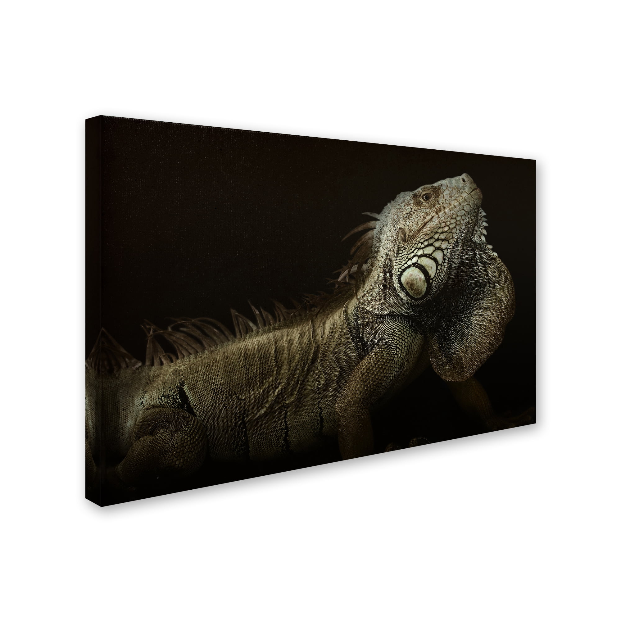 Trademark Fine Art 'Iguana Profile' Canvas Art by Aleksandar Milosavljevic