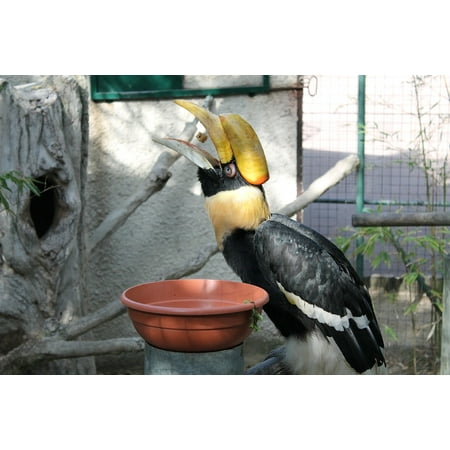 LAMINATED POSTER The Palmyra Bird France Food Beak Toucan Zoo Poster Print 24 x (Best Zoo In France)