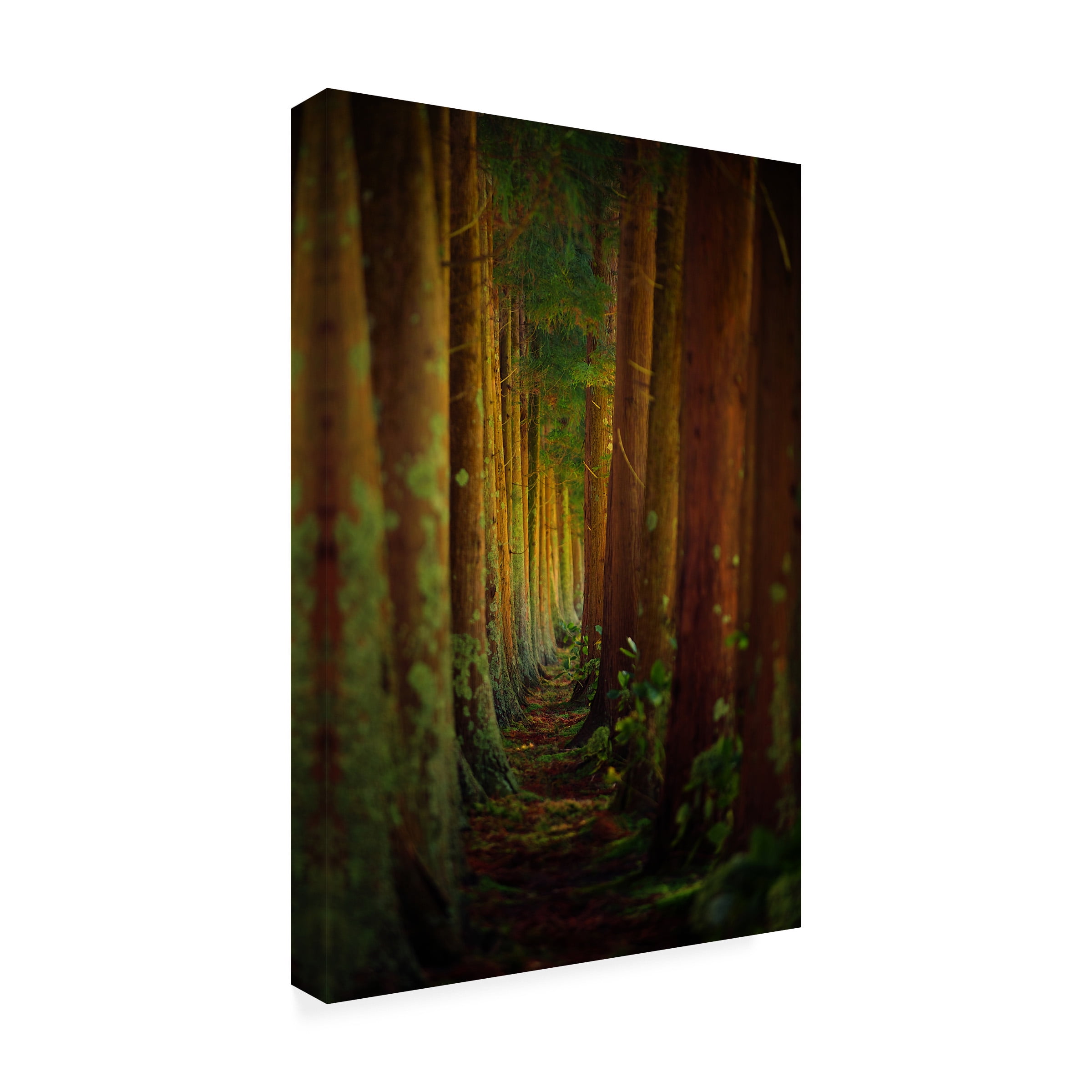 Rui Caria 'Forest' Canvas Art