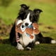 thumbnail image 5 of Juguete De Peluche Con Sonido Para Perros, Juguete Masticable Anti-molestacin, Material Suave, Para Perros Pequeos, Alivia El Estrs, Diseo Duradero, Compaero Silencioso, Artculo De, Ukhbmc, 5 of 9