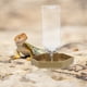 thumbnail image 2 of Comedero para lagartos, accesorio para geckos, dispensador de agua para tortugas, comedero para lagartos, comedero para hámsters, bebedero para reptiles, comedero., 2 of 6