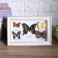thumbnail image 2 of Craft Birthday Gift Home Decor Ornament Exquisite Butterflies Insect Specimen, 2 of 8