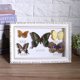 thumbnail image 3 of Muestra de mariposas, exquisita muestra de mariposas, muestra de insectos, muestra de insectos, fabricada para precisión, 3 of 8