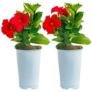 Island Blooms by Costa Farms 14" Tall Mandevilla , Direct Sunlight, Live Flowering Outdoor Plant 2-Pk