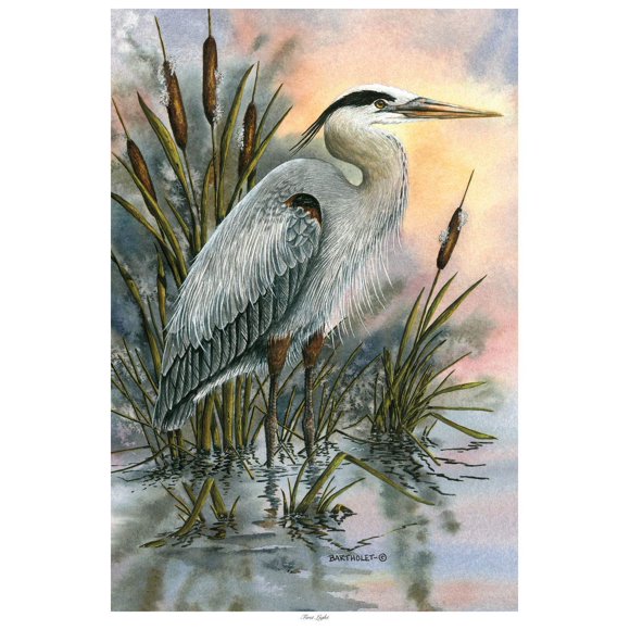 First Light Blue Heron Giclee Art Print Poster from Watercolor by Artist Dave Bartholet 12" x 18"