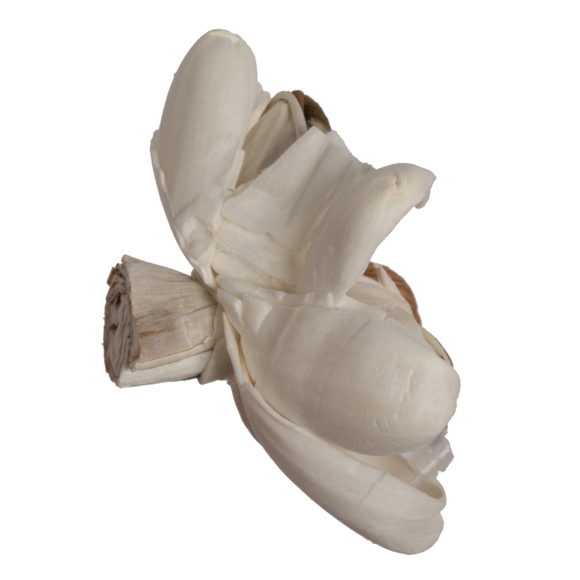 Vickerman 686232 - 1-3" Assorted Lillian Sola Head 24/bg (H7SFL004) Dried and Preserved Flowers