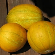 Collective Farm Woman Melon - 1 g ~23 Seeds - Heirloom, Open Pollinated, Non-GMO, Farm & Vegetable / Fruit Gardening Seeds
