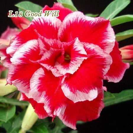 Grafted Adenium Obesum Desert Rose Plant Larger Double Flower
