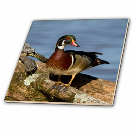 - 3dRose Wood Duck and Slider turtle on log in wetland, Marion, Illinois, USA. - Ceramic Tile, 4-inch