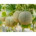 thumbnail image 3 of 5 Variety Packs Watermelon Seeds for MVR1&nbsp;Planting Melon Seeds Garden Non-GMO Heirloom Cantaloupe, Crimson Sweet Watermelon, Yellow Canary Melon, Green Flesh Honeydew Melon, Sugar Baby Watermelon, 3 of 3