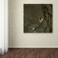 thumbnail image 3 of Trademark Fine Art 'Black-Capped Chickadee Napping' Canvas Art by Thom Sivo, 3 of 3