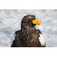 thumbnail image 2 of Goff, Ellen 14x11 Black Ornate Wood Framed with Double Matting Museum Art Print Titled - Japan-Hokkaido-Rausu-Stellers sea eagle Headshot of a Stellers sea eagle, 2 of 4