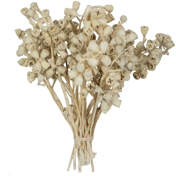 Vickerman Natural Botanicals 11" x 2-4" Conical Gum Branch Bleached, 20 stems per unit