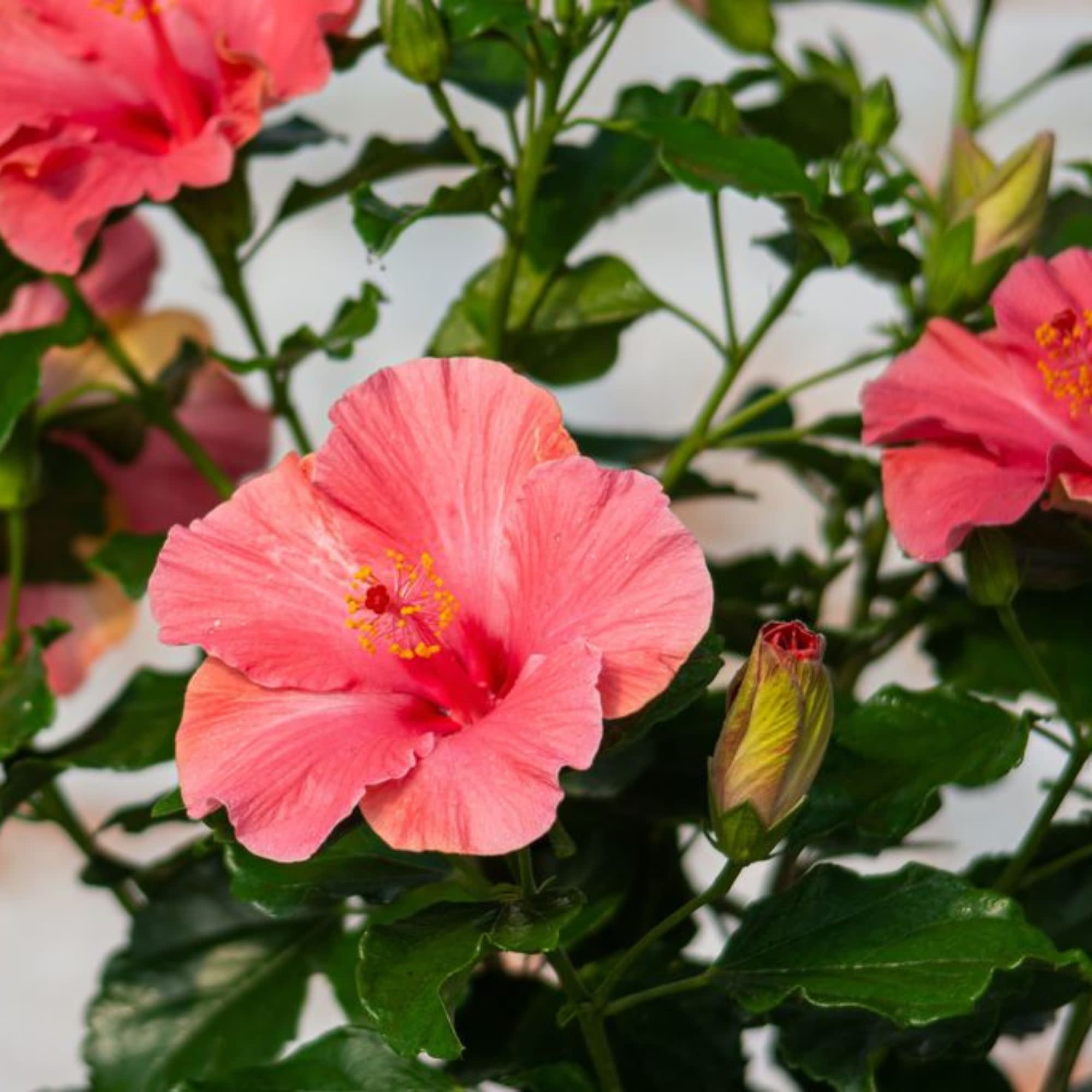 Proven Winners ColorChoice 6" Pink Hollywood Hibiscus First Lady Tropical Hibiscus Live Plant in 7.5" Pot