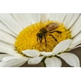 thumbnail image 2 of Illg, Cathy and Gordon 24x17 White Modern Wood Framed Museum Art Print Titled - Colorado, Jefferson Co Honey bee on daisy, 2 of 4
