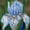 A, variant on Iris Planting-Ornamental-Premium Garden Stakes-Home Decoration-(Insusceptible, Non-Artificial)