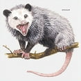 thumbnail image 3 of CafePress - Opossum Possum Animal - Kids Hooded Sweatshirt, Classic Hoodie, 3 of 4
