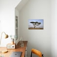 thumbnail image 5 of Acacia Tree, Serengeti National Park, Tanzania, East Africa, Africa, Botanical Scenic Stretched Canvas Wall Art by James Hager Sold by Art.Com, 5 of 5