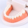 thumbnail image 3 of QJUHUNG Montessori Educational Toys For Children Early Learning  Intelligence Brushing Tooth Teaching Aids Simulated Practical LifeT Eaching Aids Tooth Practice Life Skill Toys, 3 of 7