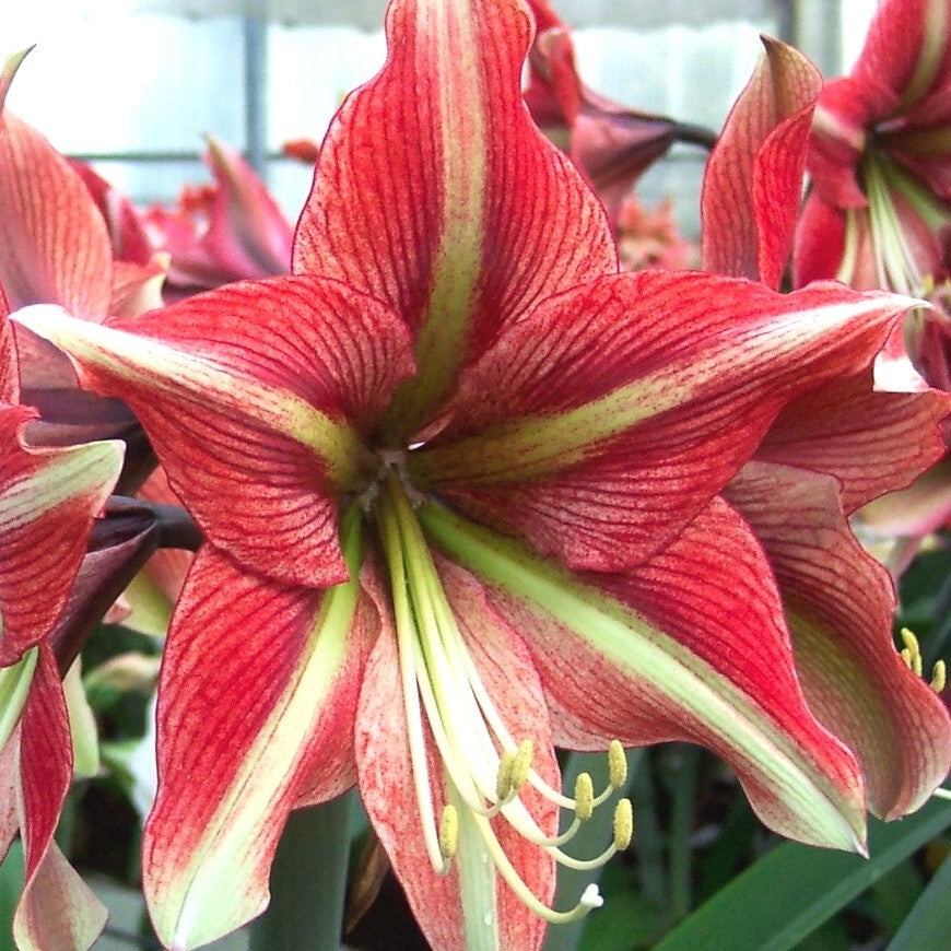 Amaryllis Cherry Crush (1 pack) Bulb, Multi-color Flowers - Professional Growers from Easy to Grow