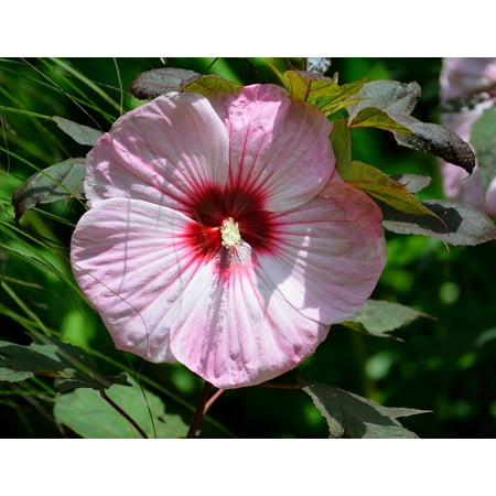 - LAMINATED POSTER Bloom Hibiscus Flower Leaf Floral Giant Hibiscus Poster Print 24 x 36
