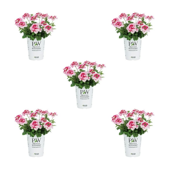 Proven Winners 1.5PT Multicolor Rose Verbena Live Annual Plant Sun 5-Pack