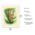 thumbnail image 2 of Heliconia - Color Book Plate from - In An Old Hawaiian Garden - Vintage Hawaiian Airbrush Art by Ted Mundorff c.1947 - Fine Art Matte Paper Print (Unframed) 20x26in, 2 of 4