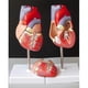 thumbnail image 3 of Modelo de corazón humano de tamaño natural, modelo cardíaco anatómico, suministros de laboratorio de aprendizaje, modelo médico, 3 of 3