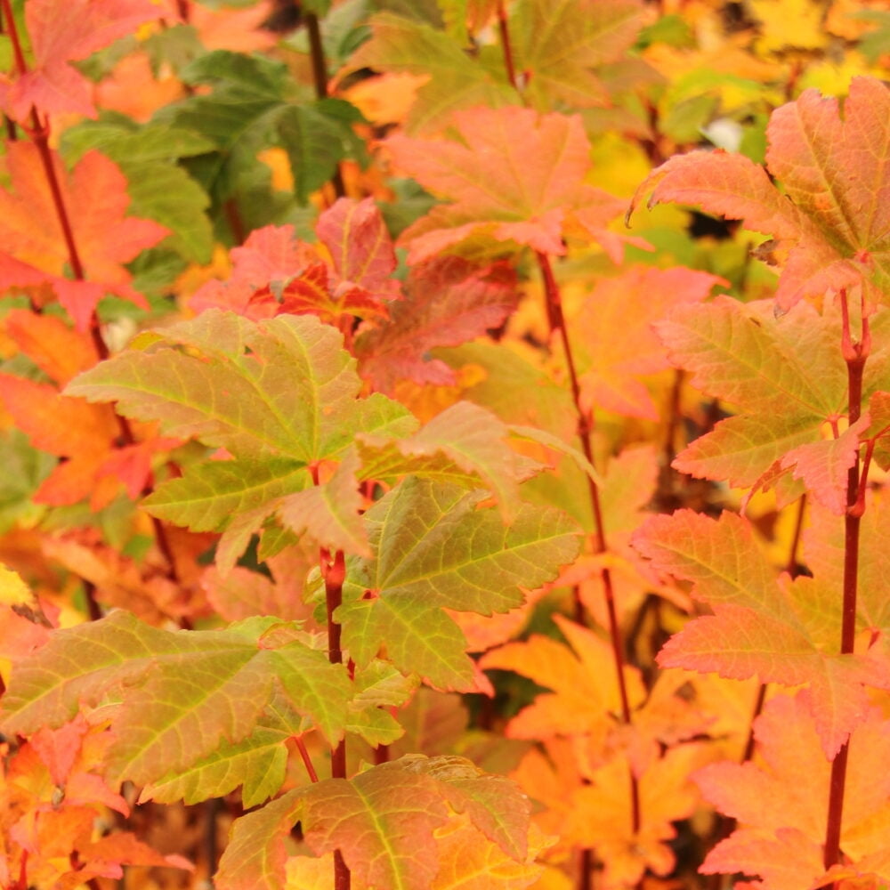 Expert Gardener 4-5' Maple Vine Three Cheers™ in 1 gal. Grower Pot