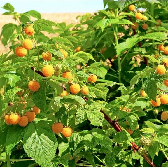 Set 2 Fall Gold Raspberry Plants 4-7" Tall for Planting, Rubus Idaeus, Everbearing Raspberry, Fallgold Raspberry Plant, Yellow Raspberry Bush, Sweet Fruit Bush Plant