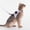 Purple#3855, variant on Rwvbm Escape Proof Cat Harness and Leash Set, Reflective Adjustable Soft Mesh Walking Vest with GPS Tracker Pouch for Small Cats and Puppies