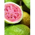 thumbnail image 7 of Pink Guava Plant Psidium Guajava - Live Plant, 7 of 7