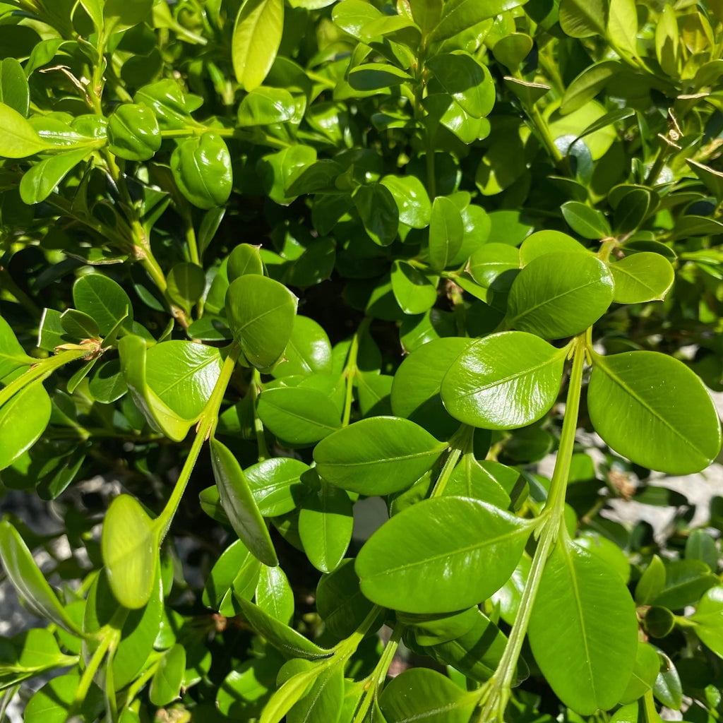 Expert Gardener 2.5QT Boxwood Winter Gem Evergreen Live Shrubs Full Sun Green
