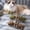 A71 Fufafayo under $5, variant on Fufafayo under $5 Catnip Chew Toy, Cat Chew Toy, Natural Fishbone Catnip and Silvervine Toy for Dental Health, Interactive Chew Stick to Keep Cats Entertained, Boredom Relief for Indoor Cats
