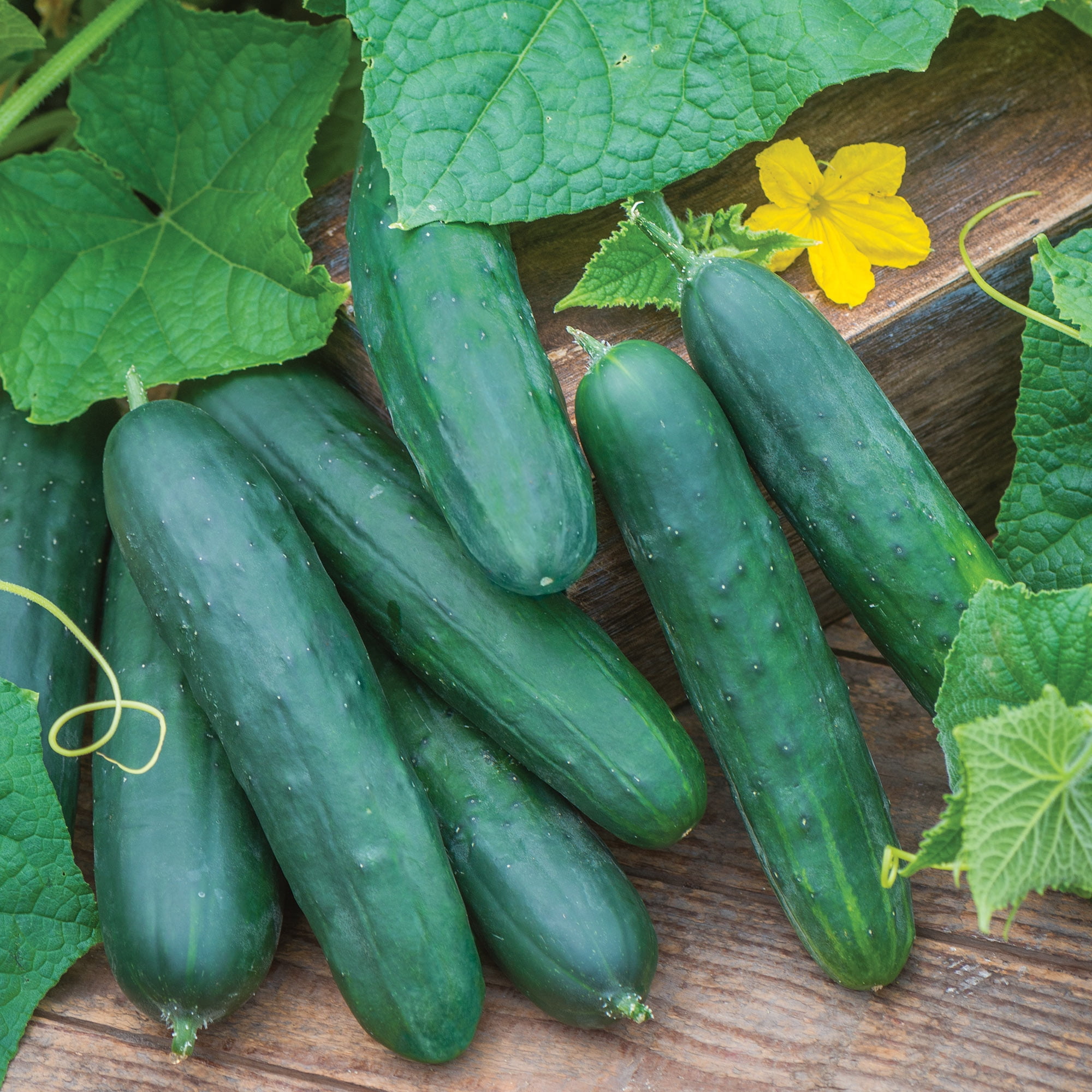 Burpee Patio Champion Hybrid Cucumber Vegetable Seed, 1-Pack