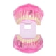 thumbnail image 4 of Modelo de dentadura postiza, modelo de dientes adultos transparentes, modelo de enseñanza de dientes, modelo dental, diseño de próxima generación, 4 of 8
