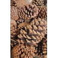 thumbnail image 5 of 12 Pack Pine Cones 4" - 5" Real All Natural Pinecones in Bulk (Unscented) Various Size - Perfect for Arts and Crafts, Home Decor Accent Vase Filler. (4-5 Inch), 5 of 7