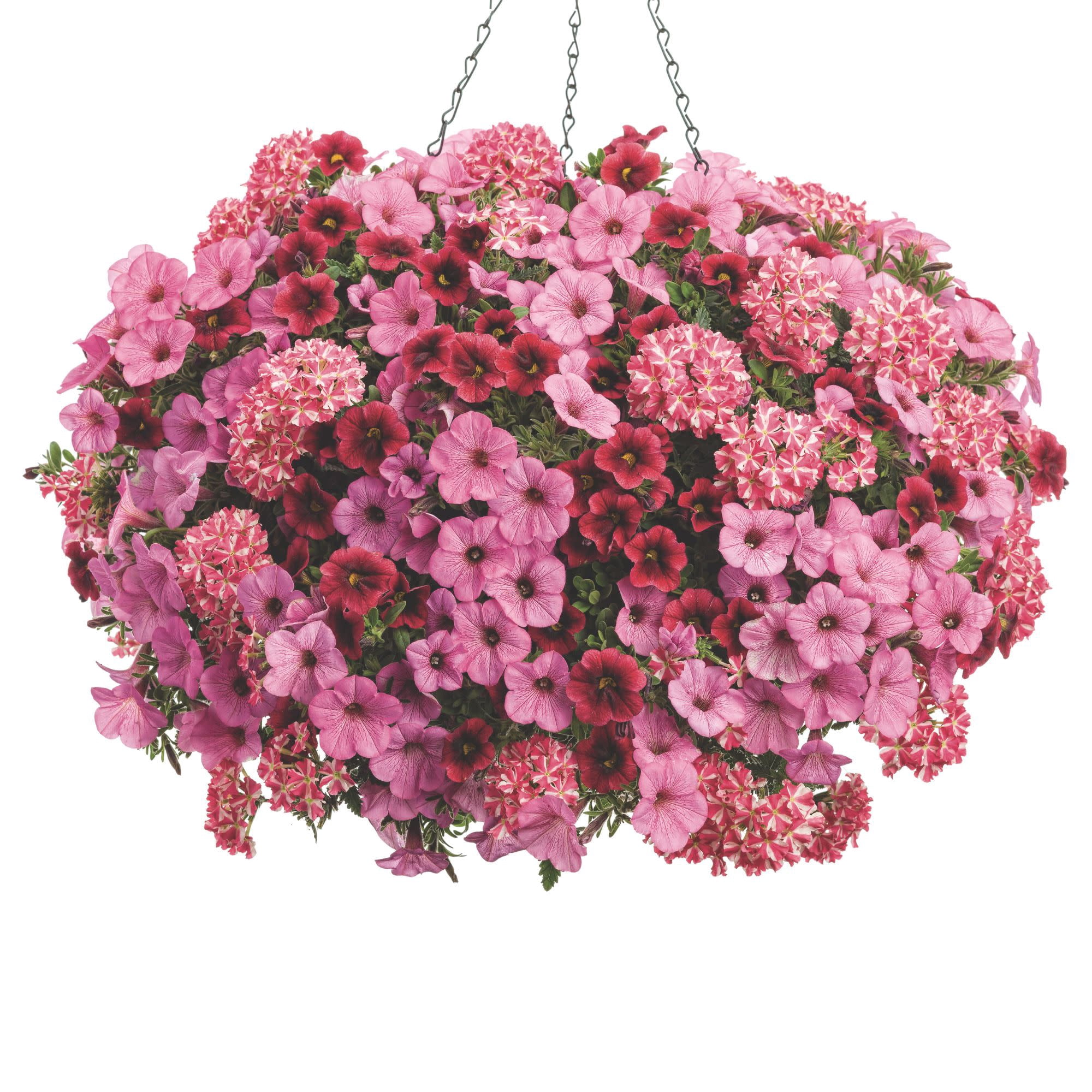 Proven Winners 4" Multicolor Superbena Cherryburst Verbena Live Plant in 4.25" Pot (4 Count)